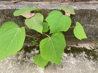 憎き植物　小