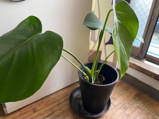 植え替えモンステラ