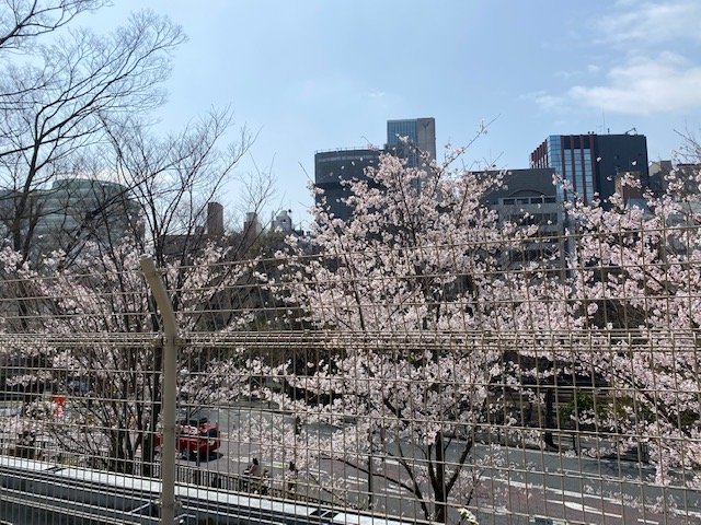 桜１